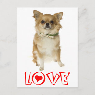 Liebe Langhaar Chihuahua Welpen Hund Postkarte