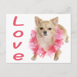 Liebe Langhaar Chihuahua Welpen Hund Postkarte