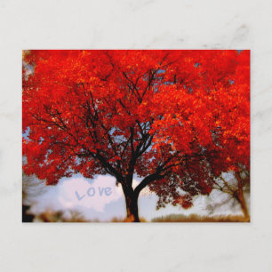 Liebe liegt in der Luft Rote Herbstbäume Postkarte