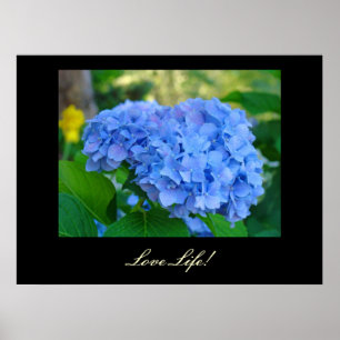 Liebe Life! Kunstdrucke Blue Hydrangea Floral art Poster