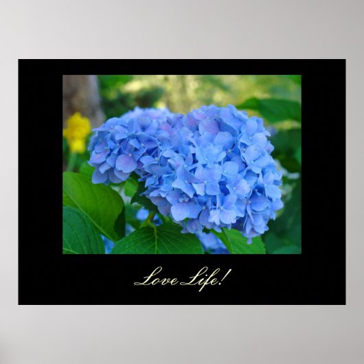 Liebe Life! Kunstdrucke Blue Hydrangea Floral art Poster (Vorne)