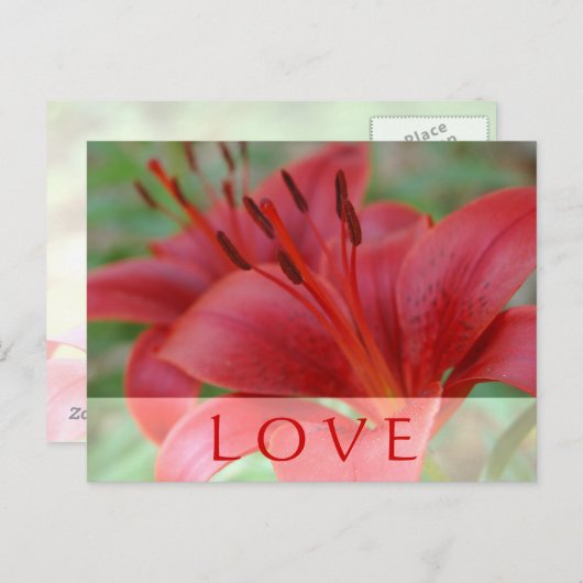 Liebe Lily Postkarte (Vorne/Hinten)
