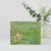Liebe Lioness & Baby Postcard Postkarte (Stehend Vorderseite)