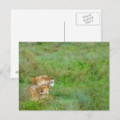 Liebe Lioness & Baby Postcard Postkarte (Vorne/Hinten)