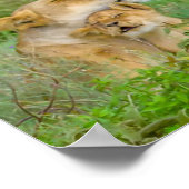 Liebe Lioness & Baby Poster (Ecke)