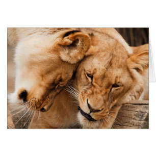 Liebe Löwen, die wild lebende Tiere