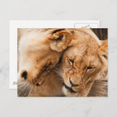 Liebe Löwen, die wild lebende Tiere Postkarte (Vorne/Hinten)