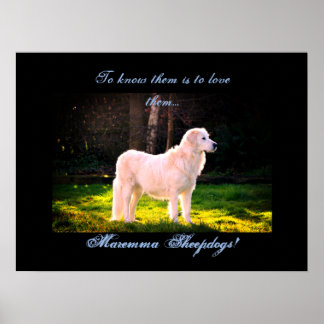 Liebe Maremma sheepdogs II Poster