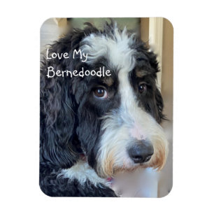 Liebe mein Bernedoodell Magnet