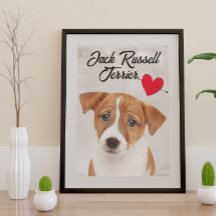 Liebe Mein Jack Russell Terrier