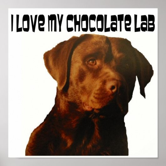 Liebe mein Schokolade-Labrador-Poster Poster (Vorne)