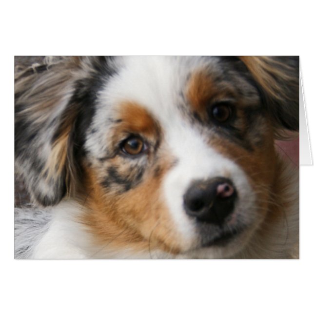 Liebe meine Aussie (Vorderseite (Horizontal))