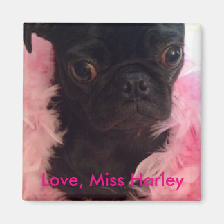 Liebe, Miss Harley Magnet