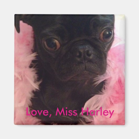 Liebe, Miss Harley Magnet (Vorne)