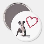 Liebe My Boston Puppy Dog Magnet (Vorderseite/Rückseite)