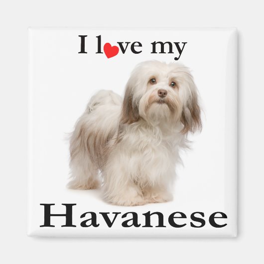 Liebe My Havanese Magnet (Vorne)