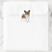 Liebe Papillon Puppy Dog Hallo, Miss You Quadratischer Aufkleber (Tasche)