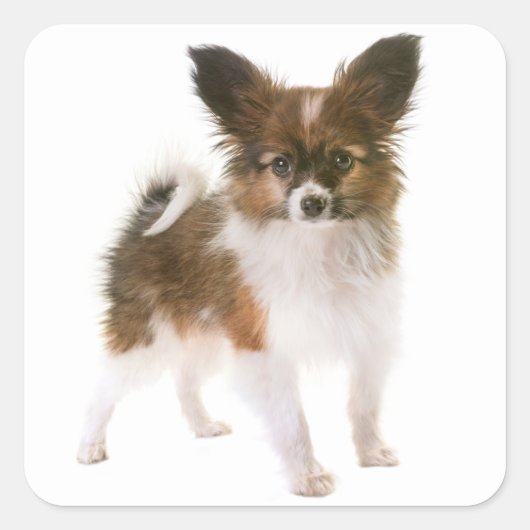 Liebe Papillon Puppy Dog Hallo, Miss You Quadratischer Aufkleber (Vorderseite)