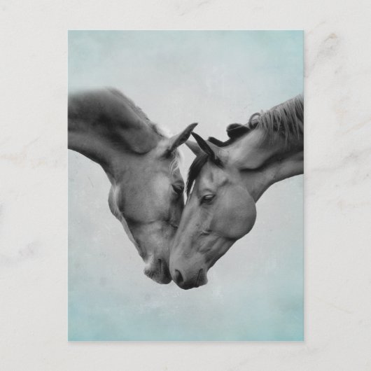 Liebe Pferde Postkarte (Vorderseite)