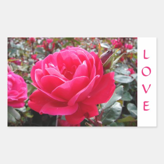 Liebe Pink Romance Rose Stickers (Vorderseite)