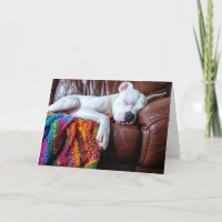 Liebe Pitbull Hund Schlafen auf dem Sofa