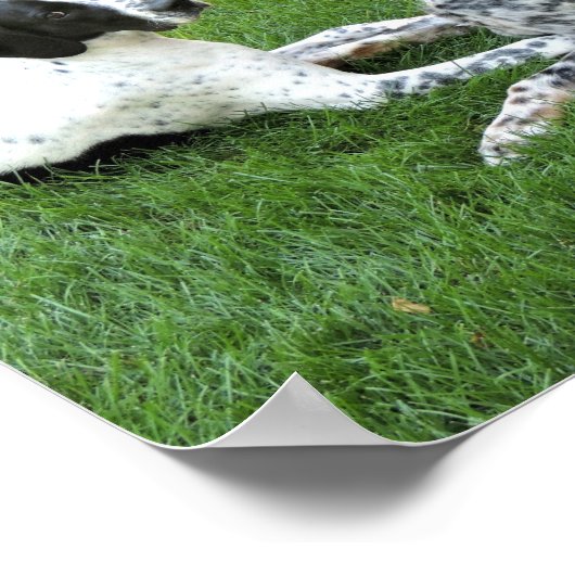 Liebe Pointer und Setter Poster (Ecke)