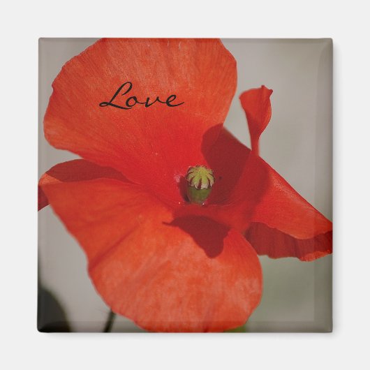 Liebe Poppy Magnet (Vorne)