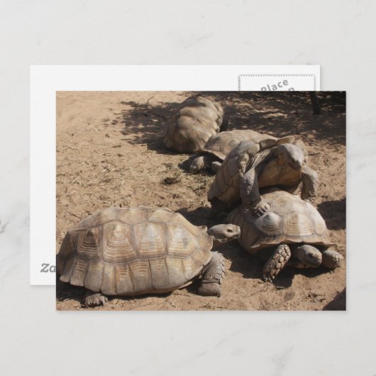 Liebe Postkarte (Vorne/Hinten)