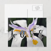 Liebe Postkarte (Vorne/Hinten)