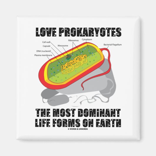 Liebe Prokaryos wichtigste Lebensformen der Erde Magnet (Vorne)