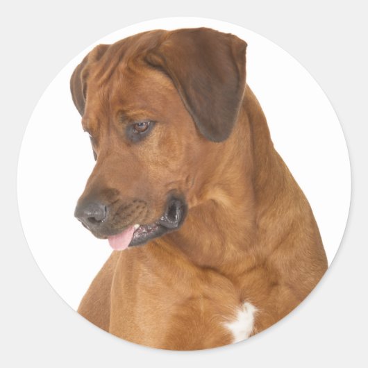Liebe Rhodesian Ridgeback Puppy Dog Stickers (Vorderseite)