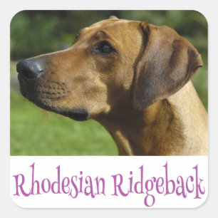 Liebe Rhodesian Ridgeback Puppy Dog Stickers