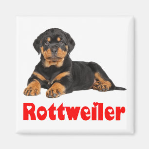 Liebe Rottweiler Brown & Black Puppy Dog Cartoon Magnet