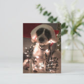 Liebe Santa I kann erklären (Hund) Postkarte (Stehend Vorderseite)