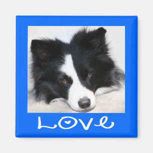 Liebe Schwarz-Weiß-Border-Collie-Welpe blaue Magne Magnet