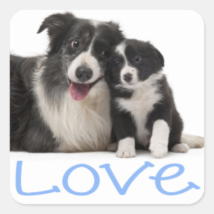 Liebe Schwarz-Weiß Border Collie Welpe Hund Blau Quadratischer Aufkleber