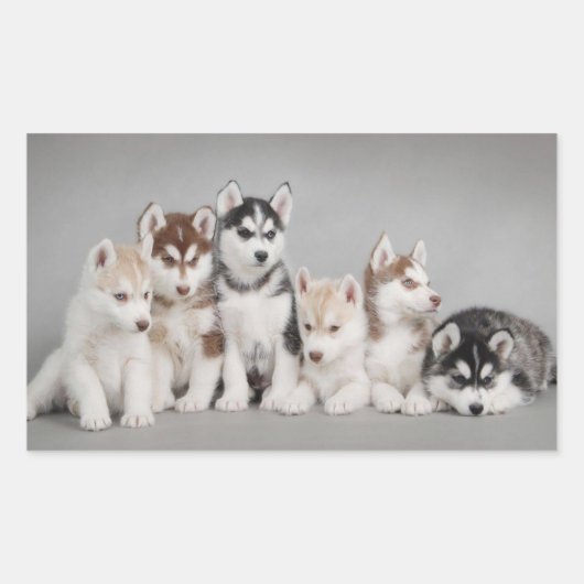 Liebe Siberischer Huskies Rechteckiger Aufkleber (Vorderseite)