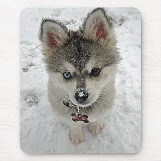 Liebe Siberischer Husky Welpen Hund in Snow Mousep Mousepad (Vorne)