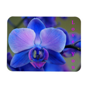 Liebe Sie Blau und weich rosa Orchid Magnet