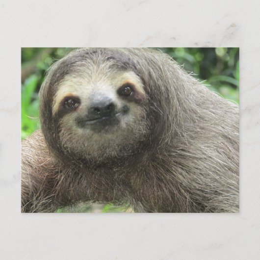 Liebe Sloths Feiertagspostkarte (Vorderseite)