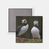 Liebe Song Puffins Magnet (Vorderseite/Rückseite)