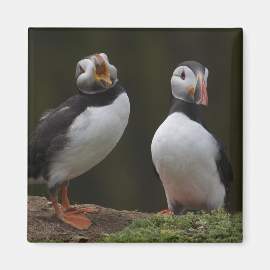 Liebe Song Puffins Magnet (Vorne)
