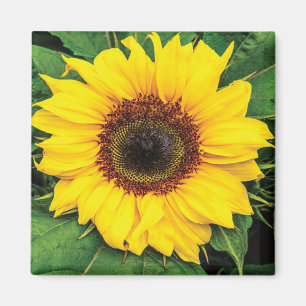 Liebe-Sonnenblume-Magnet Magnet