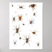Liebe Spiders! Poster (Vorne)