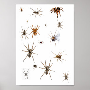 Liebe Spiders! Poster
