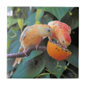 Liebe teilt sich: Parakets mit gelber türkischer K Fliese (Vorderseite)