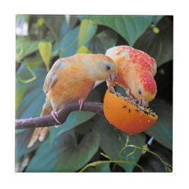 Liebe teilt sich: Parakets mit gelber türkischer K Fliese