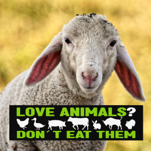 Liebe Tiere? Nicht essen, Veganer Aktivismus Autoaufkleber