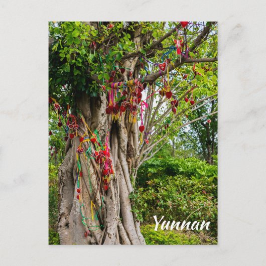 Liebe tree, Zhonghe - Yunnan, China Postkarte (Vorderseite)