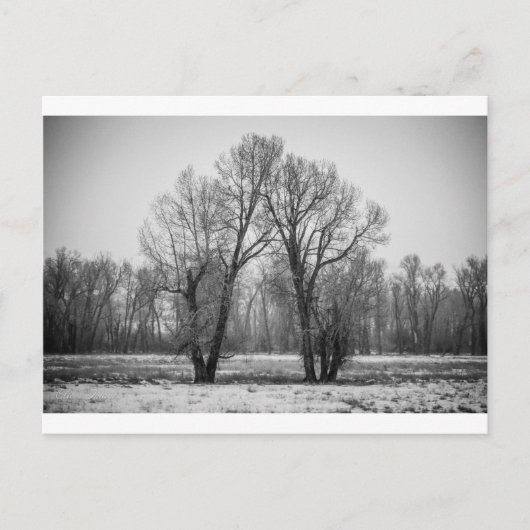 Liebe Trees Postkarte (Vorderseite)